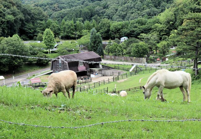 鞍ケ池公園 観光牧場