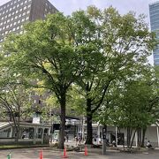 豊平館跡地のハルニレ