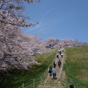 桜の名所の古墳公園