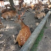 奈良公園で鹿だらけ