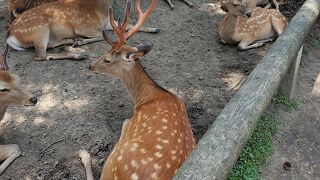 奈良公園で鹿だらけ