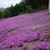 芝ざくら滝上公園