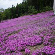 芝桜がすばらしい。滝上の町をみおろす丘のうえにあります。