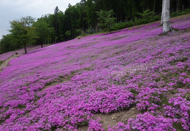 芝ざくら滝上公園