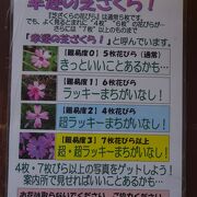 童話村たきのうえ芝ざくらまつり