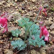 高山植物園で「こまくさの花」が見頃