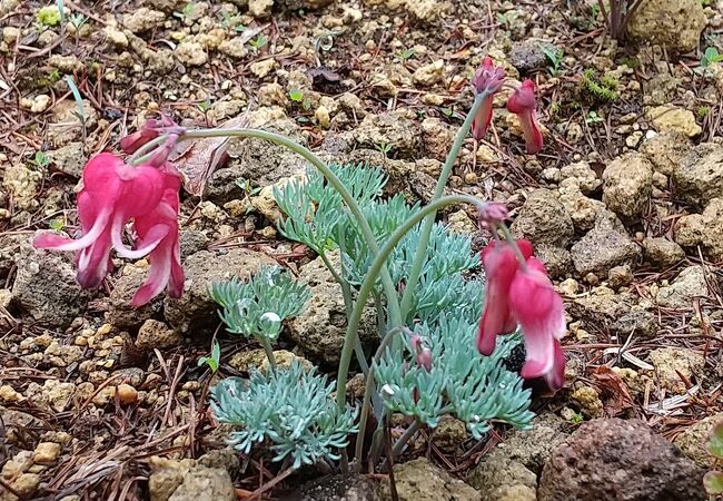 高山植物園で「こまくさの花」が見頃