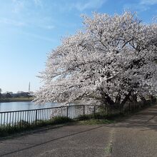 大室公園の桜