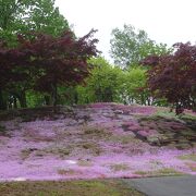 コスモスで有名ですが，芝桜も，ツツジもきれいです。年中楽しめるところです。