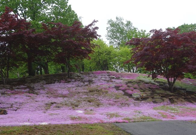 コスモスで有名ですが，芝桜も，ツツジもきれいです。年中楽しめるところです。