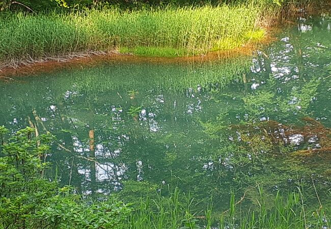 小さい沼です　沼の脇や沈んでいる枝葉が赤茶けていました