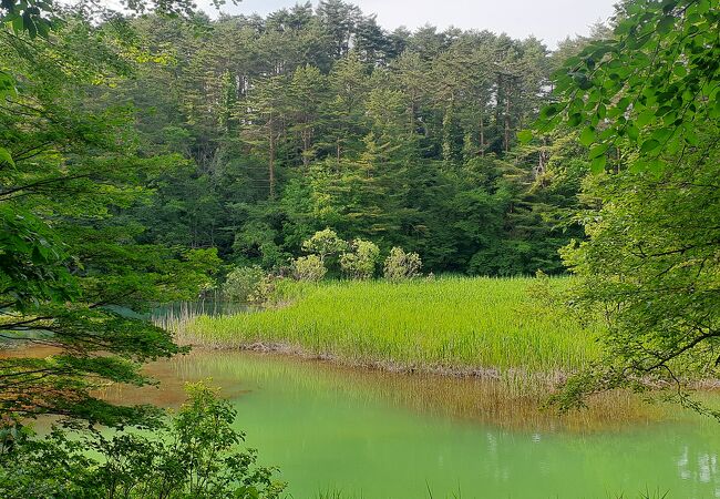 深泥沼