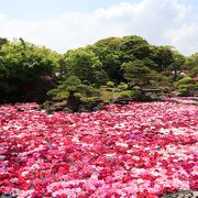 「池泉牡丹」が圧巻