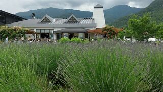 ラベンダー祭の準備中