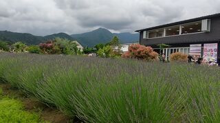 ラベンダーが開花間近