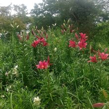 百合の花が咲く斜面