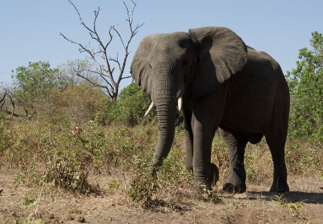 野性の動物を見るのにおすすめ