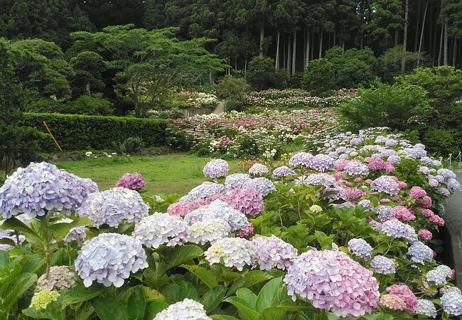 朝8時オープン1万本以上の紫陽花が咲き誇ってます