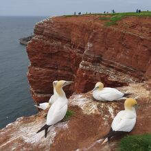 5月末には、営巣のため集まって来る海鳥多数。崖の上のほか…、