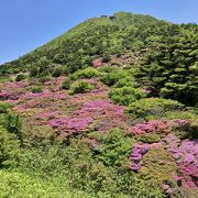 ミヤマキリシマが咲き誇りピンクに染まる春の仁田峠