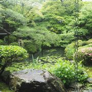青もみじ、最高！