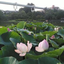 千葉公園からの千葉都市モノレールと大賀ハス