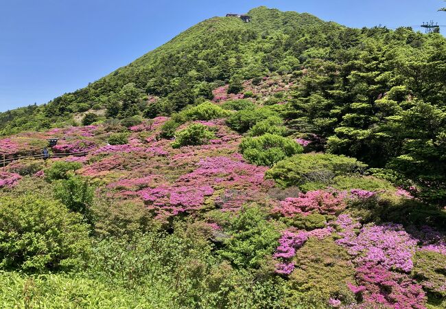 ミヤマキリシマが咲き誇りピンクに染まる春の仁田峠