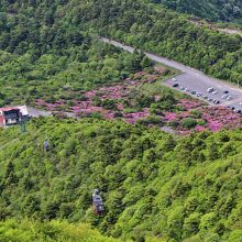 仁田峠の駐車場付近のみにミヤマキリシマが咲くのが良く分かる