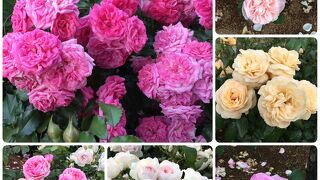 1600品種10000株のバラが咲くローズガーデンが見事！