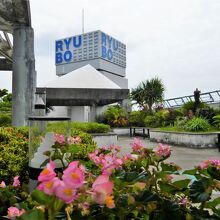 スカイガーデンの花々