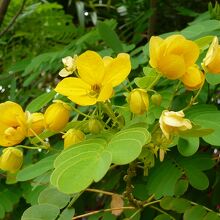 スカイガーデンの花々