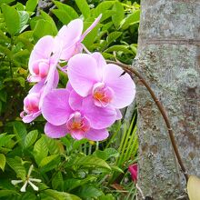 スカイガーデンの花々