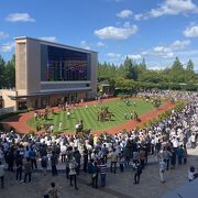 新潟の競馬場