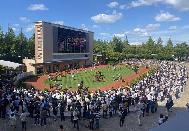 新潟の競馬場