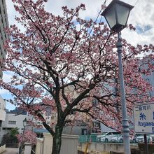 糸川沿いのあたみ桜
