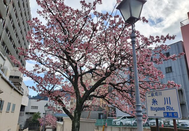 あたみ桜