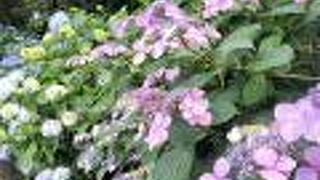 高幡不動尊あじさいまつり