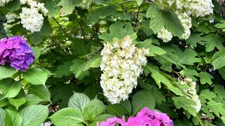 あじさいが見頃でした