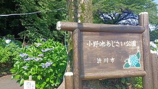 小野池あじさい公園