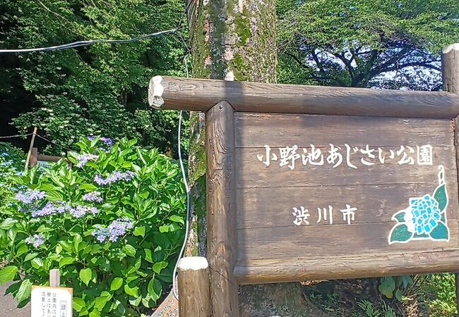 小野池あじさい公園