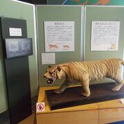 寅年にちなんだ動物はく製展示