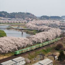 白石川堤一目千本桜