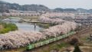 白石川堤一目千本桜