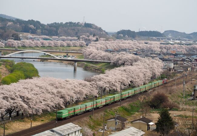 白石川堤一目千本桜