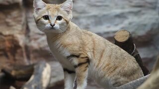 マヌルネコとスナネコと猫のショーを見たくて行ってきました