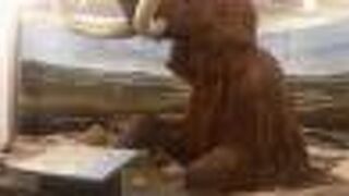 帯広や十勝地方の歴史を学べる博物館