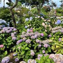 あじさいまつり期間限定の小山も外から良く見えます