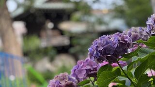 境内を囲むように植えられたアジサイが見事です
