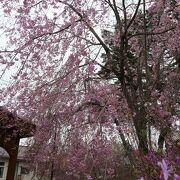 ゴールデンウイークはしだれ桜が満開