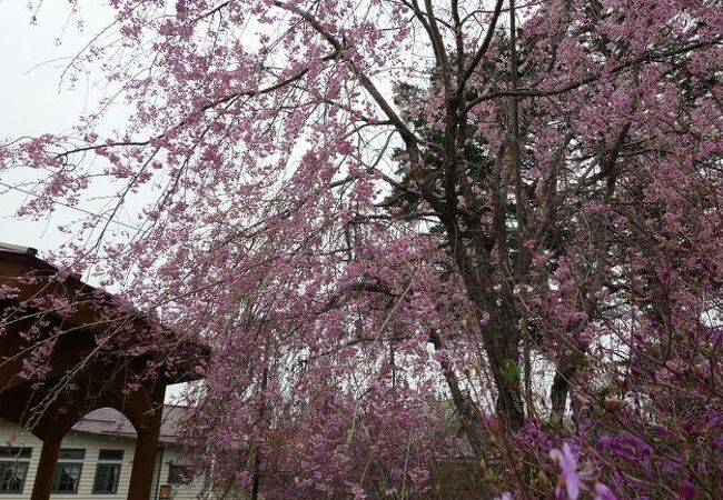 ゴールデンウイークはしだれ桜が満開